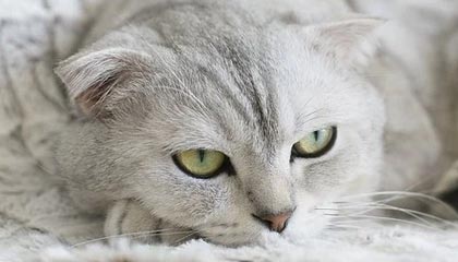 开云官方平台-《电竞持续升温：城市体育公共设施加入电竞元素》，电竞纳入体育项目