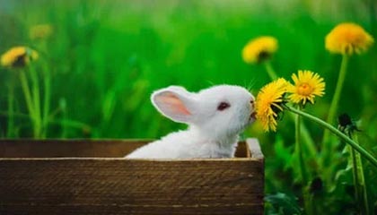 开云注册网址-李明全面爆发！攻防两端都做出巨大贡献！，李明筒历